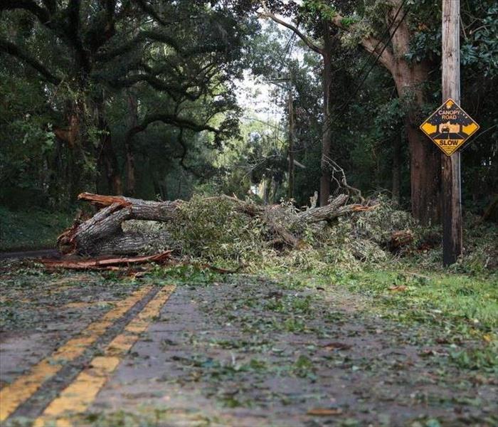 Hurricane Michael toppled trees and power lines in Tallahassee, Florida. More than half of the city lost power during the Hur