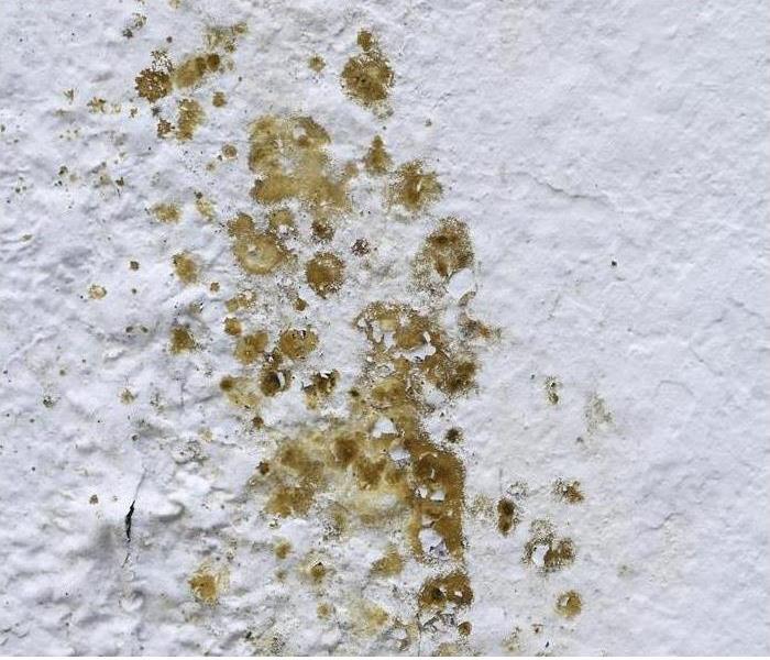 Mold on one wall