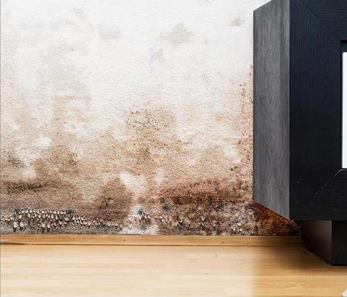 Mold growth on the wall in a home