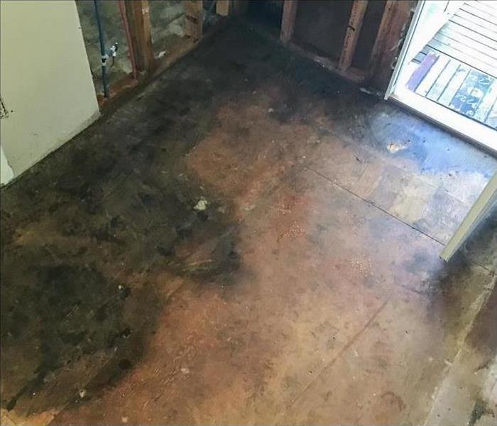 Black mold on the floor of a home