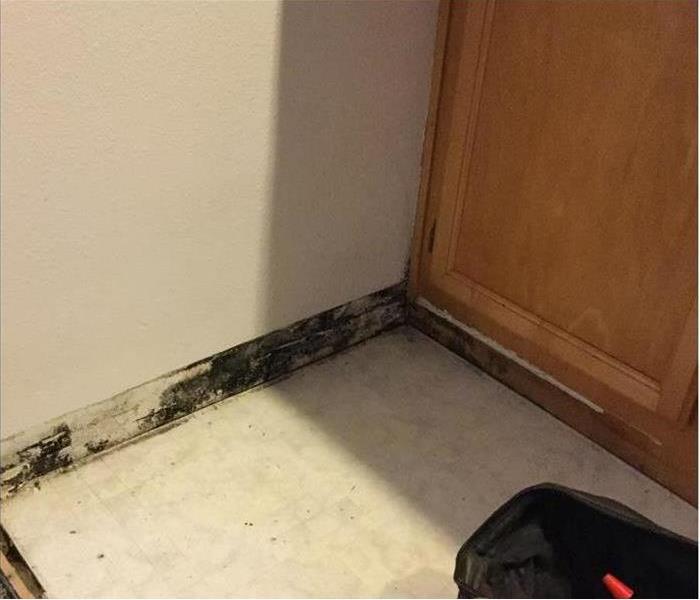 mold growth on the wall